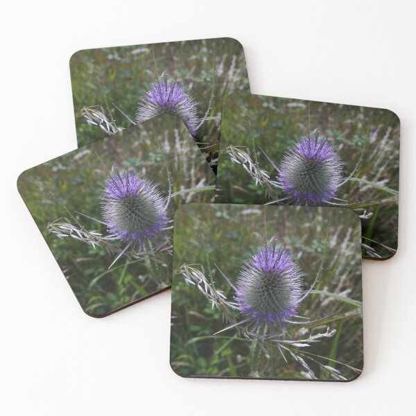 Item preview, Common Teasel (Dipsacus fullonum) designed and sold by IOMWildFlowers.
