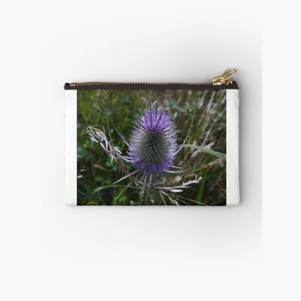 Item preview, Common Teasel (Dipsacus fullonum) designed and sold by IOMWildFlowers.