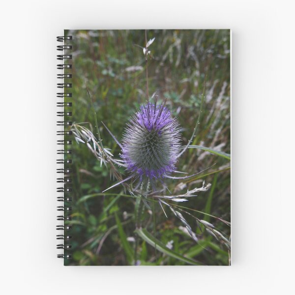 Item preview, Common Teasel (Dipsacus fullonum) designed and sold by IOMWildFlowers.