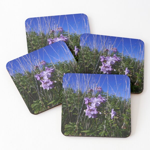 Item preview, Soapwort (Saponaria officinalis) designed and sold by IOMWildFlowers.