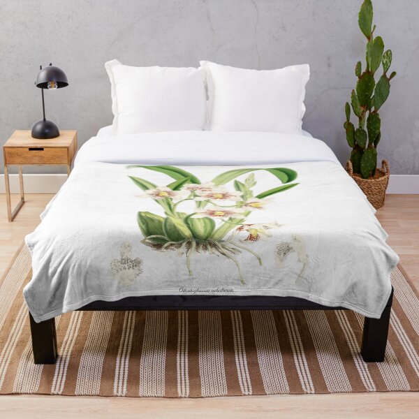Item preview, Odontoglossum nebulosum orchid designed and sold by 12points.
