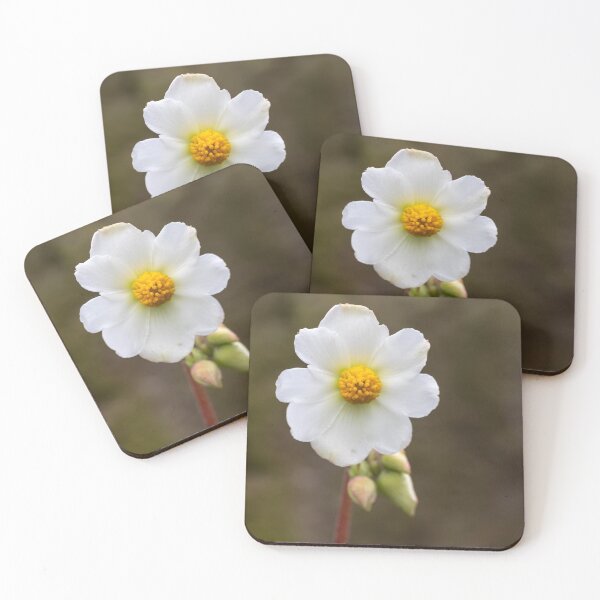 Item preview, Eight-Petalled Begonia designed and sold by Aires Photography.