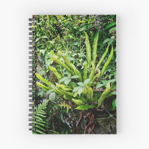 Item preview, A Bird's Nest Fern designed and sold by Colin Metcalf.
