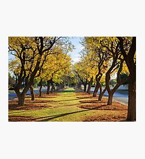 Wentworth Streetscape Photographic Print