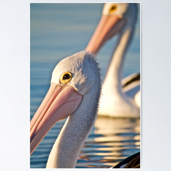 Item preview, Pelicans designed and sold by Emma  Spencer.