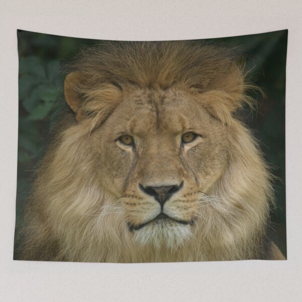Item preview, Majestic Lion designed and sold by rawshutterbug.