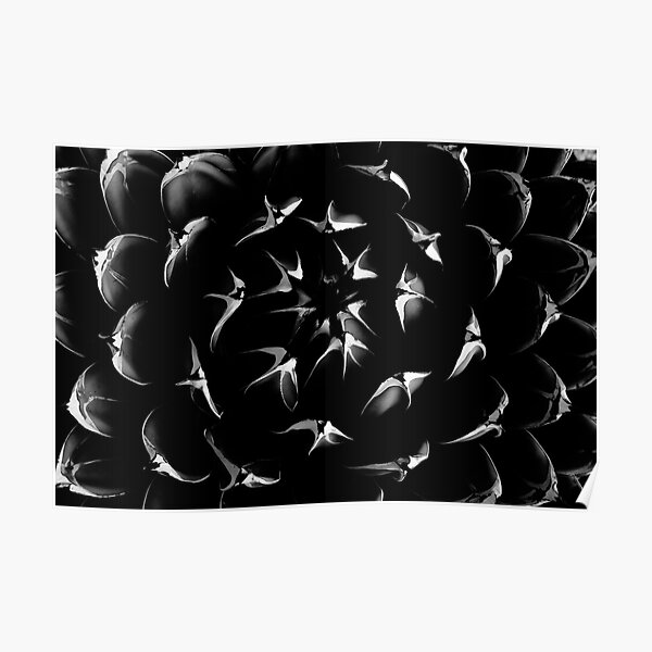Black Beauty Poster
