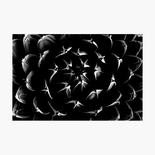 Black Beauty Photographic Print