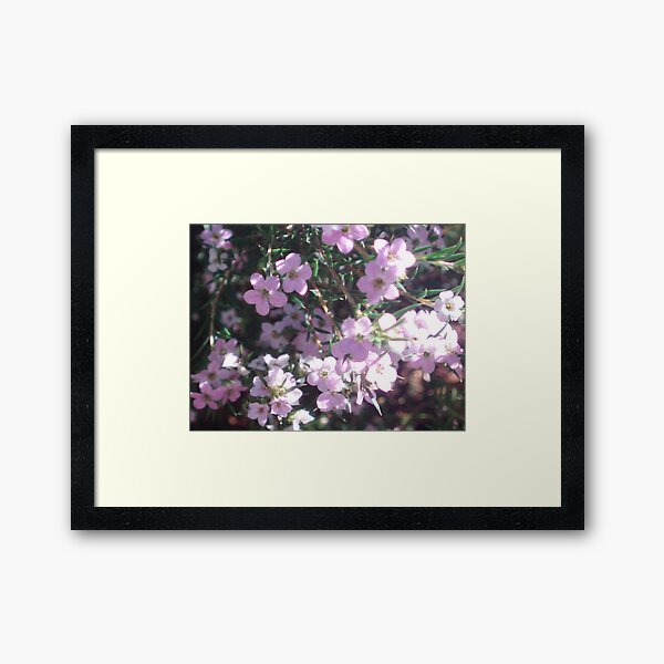 Diosma...A Tribute to Kat Framed Art Print