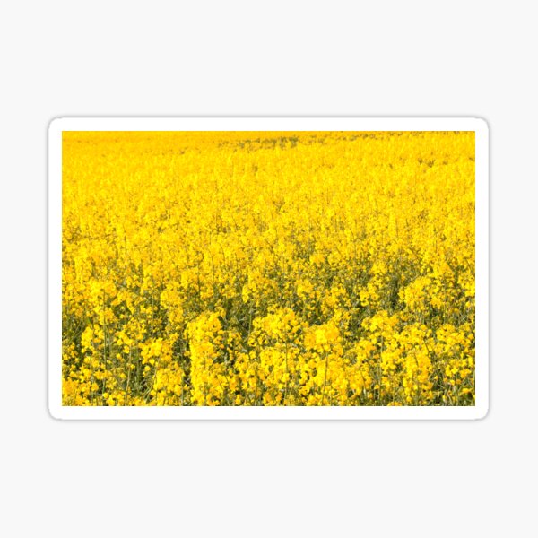 gelbes Feld der Blume (Rapssamen) Sticker