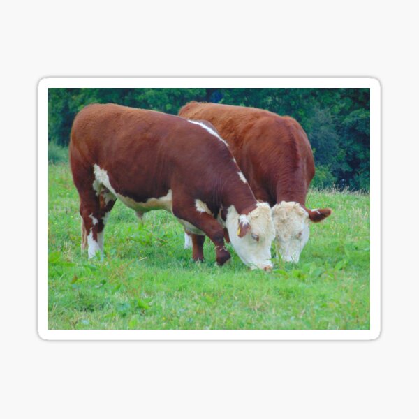 Traditional Hereford Steer Grazing Sticker