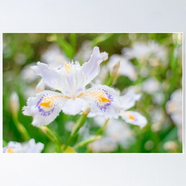 Item preview, Fringed iris  designed and sold by Masako Ogasawara.