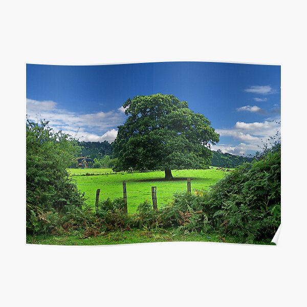 Lonesome Oak without Borders Poster