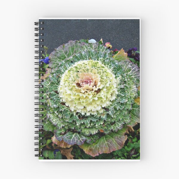 Aperçu de l'œuvre Decorative Cabbage créée et vendue par Jane Neill-Hancock.