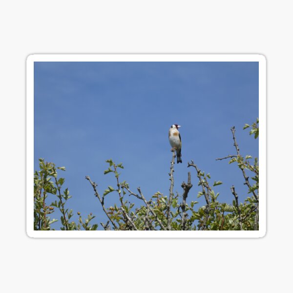 Item preview, Goldfinch I designed and sold by C Rose.