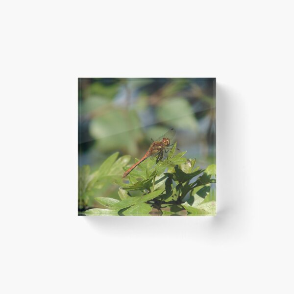 Item preview, Dragonfly Common Darter (Sympetrum striolatum) designed and sold by FastRapidash.
