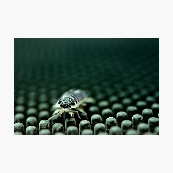 el visitante Photographic Print