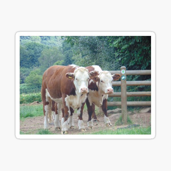 Herefords on Nature Reserve Sticker