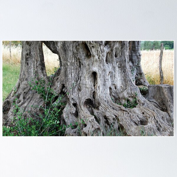 Item preview, Old but Strong and Beautiful-Montalcino-Italy designed and sold by Deborah Downes.