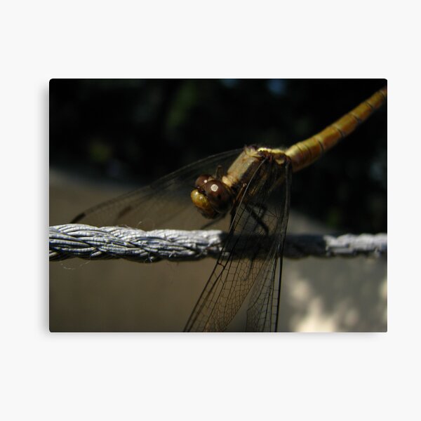 Yellow Dragon Head Canvas Print