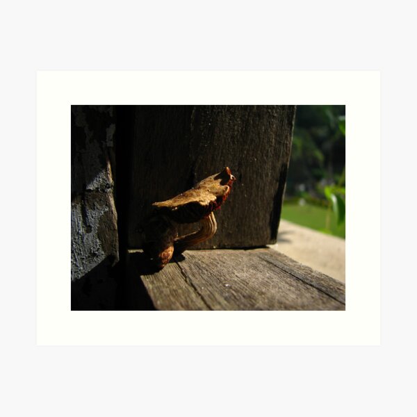 Basking Bracket Art Print
