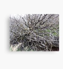 scary trees 1 Canvas Print