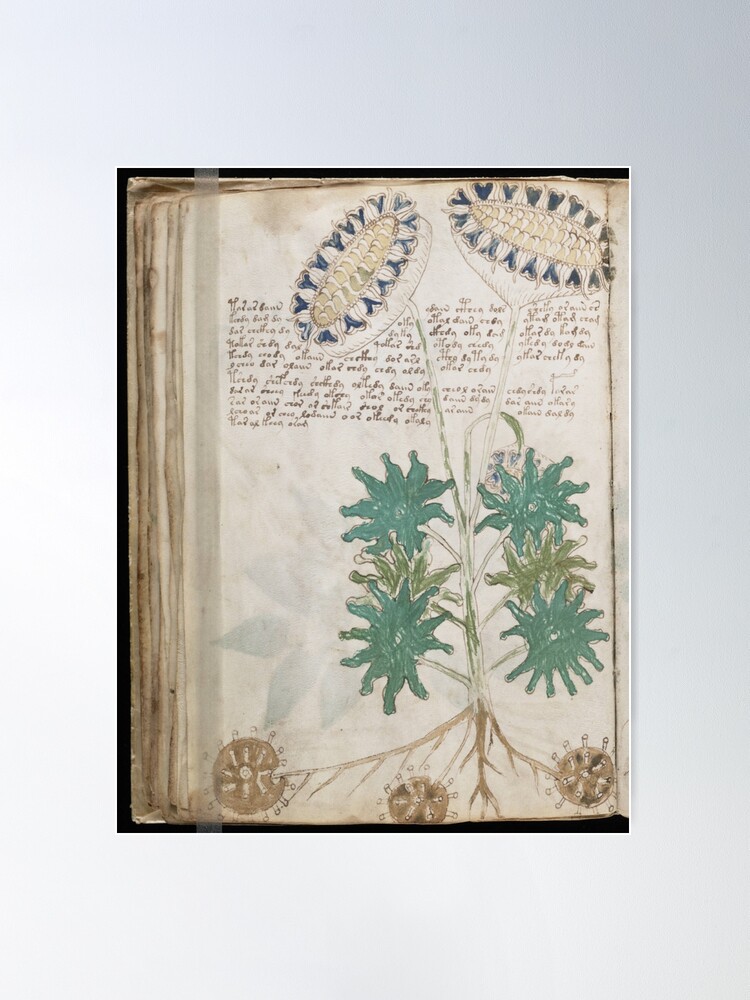 Alternate view of Voynich Manuscript. Illustrated codex hand-written in an unknown writing system Poster