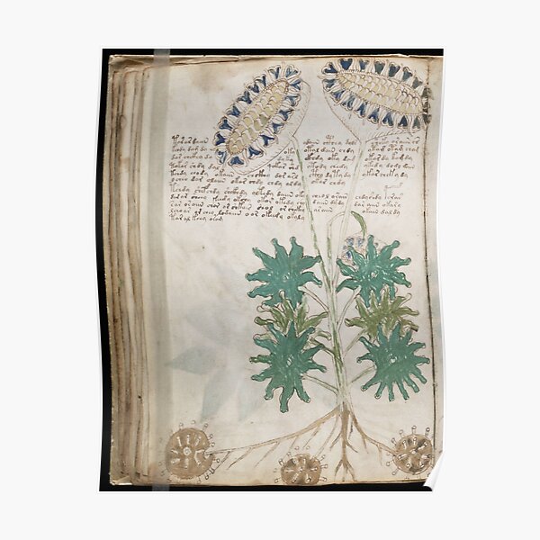 Voynich Manuscript. Illustrated codex hand-written in an unknown writing system Poster