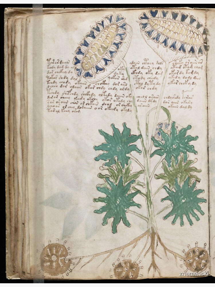 Voynich Manuscript. Illustrated codex hand-written in an unknown writing system by znamenski