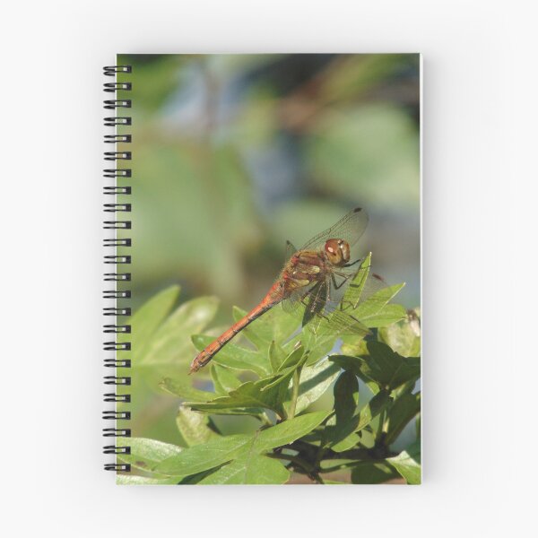 Item preview, Dragonfly Common Darter (Sympetrum striolatum) designed and sold by FastRapidash.