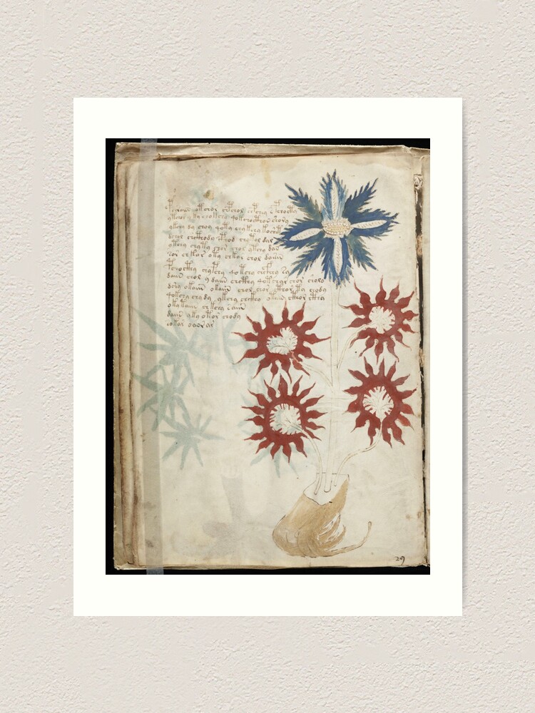Alternate view of Voynich Manuscript. Illustrated codex hand-written in an unknown writing system Art Print