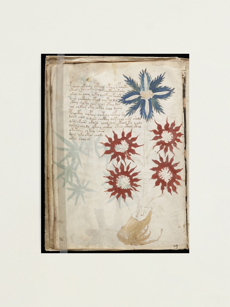 Alternate view of Voynich Manuscript. Illustrated codex hand-written in an unknown writing system Photographic Print