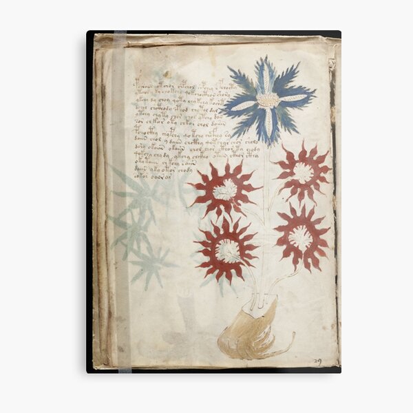 Voynich Manuscript. Illustrated codex hand-written in an unknown writing system Metal Print