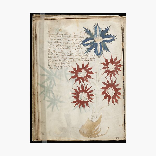 Voynich Manuscript. Illustrated codex hand-written in an unknown writing system Photographic Print