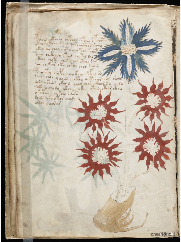 Voynich Manuscript. Illustrated codex hand-written in an unknown writing system by znamenski