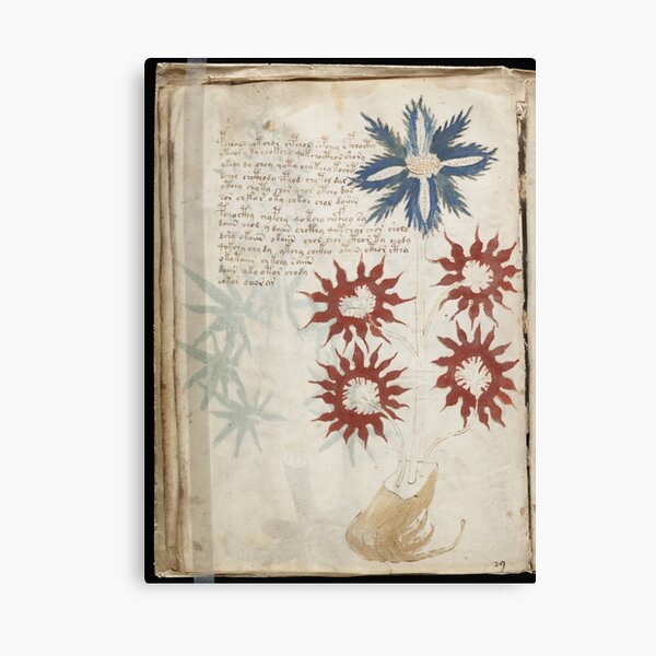 Voynich Manuscript. Illustrated codex hand-written in an unknown writing system Canvas Print