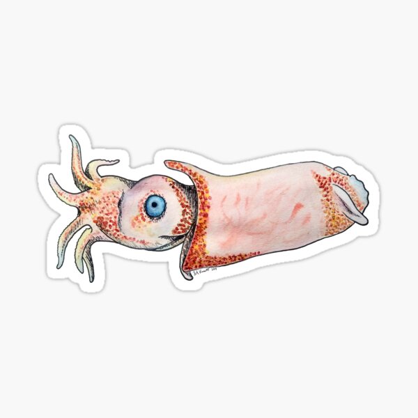 Ram's horn squid: Spirula spirula Sticker
