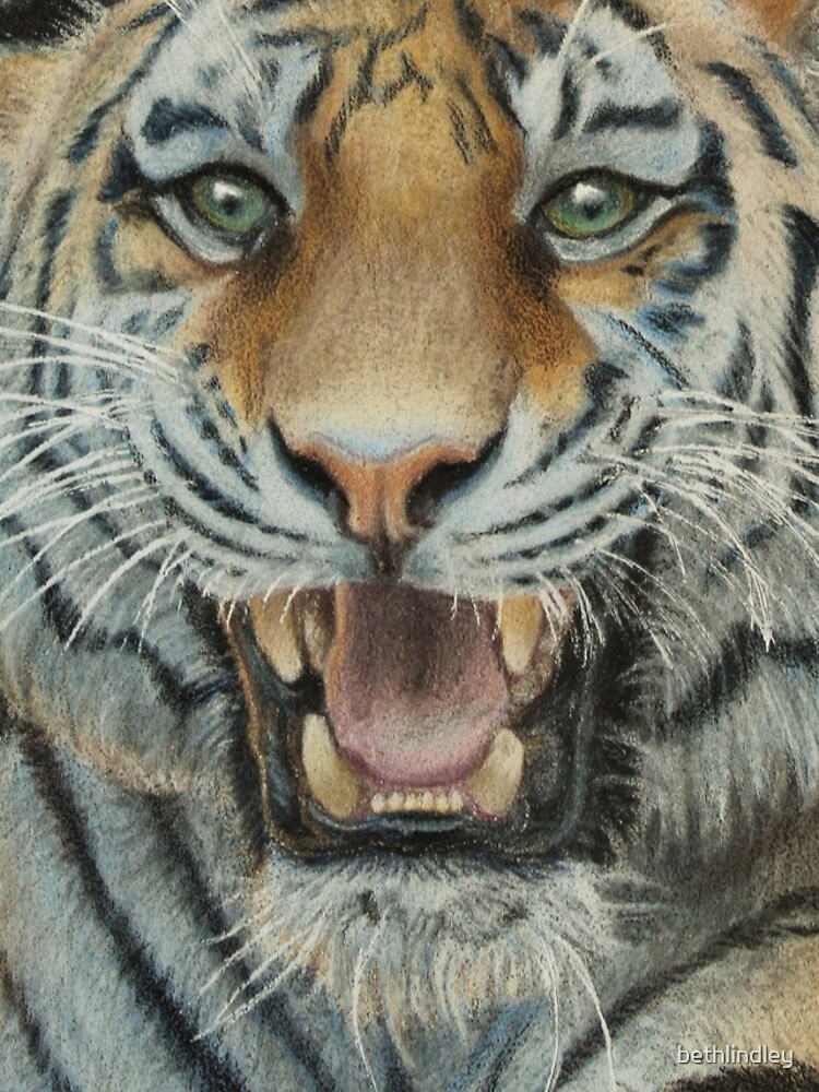 Tiger by bethlindley