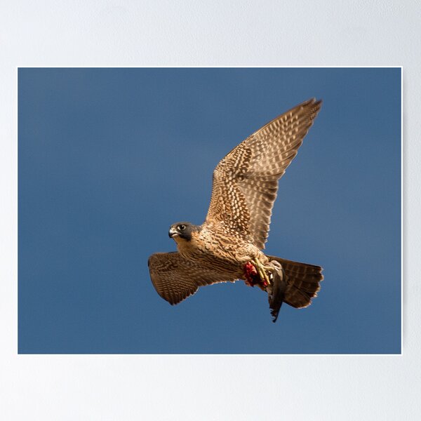 110410 Peregrine Falcon Poster