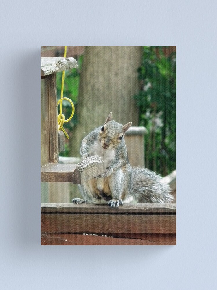 Alternate view of Squirrel 9 - have you seen my nuts? Canvas Print