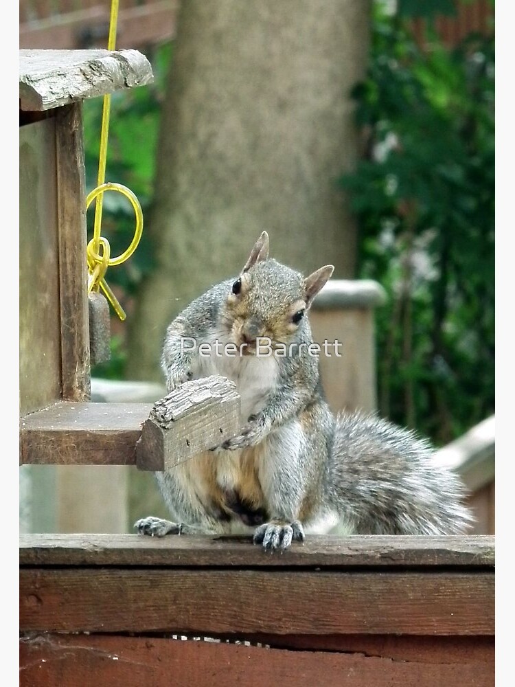 Thumbnail 3 of 3, Art Print, Squirrel 9 - have you seen my nuts? designed and sold by Peter Barrett.