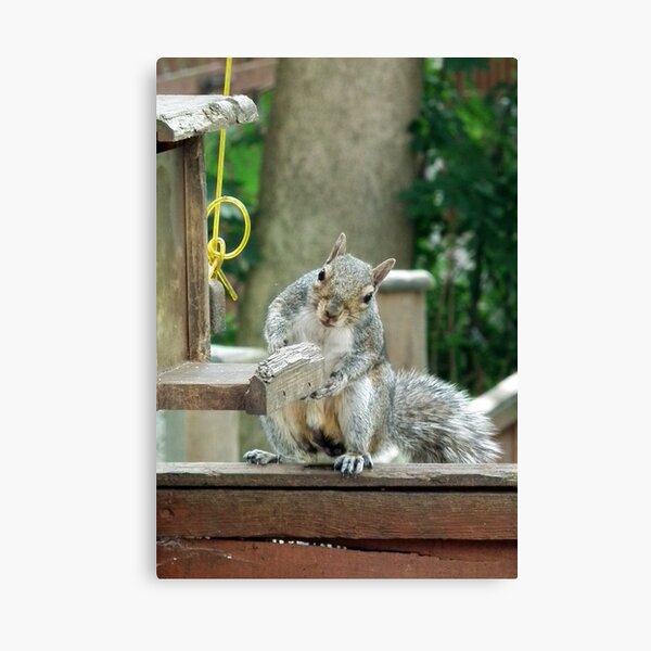 Squirrel 9 - have you seen my nuts? Canvas Print