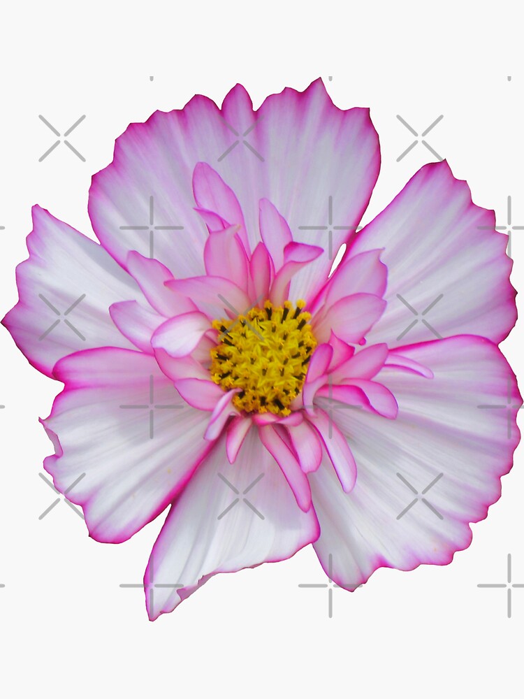Blume in pink & weiß, Blumen, Blüte, Garten, Natur von rhnaturestyles