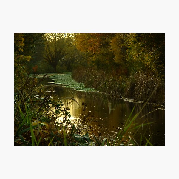 Autumn in Surrey Photographic Print