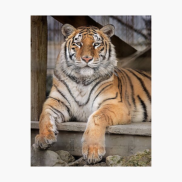 Checking You Out Photographic Print