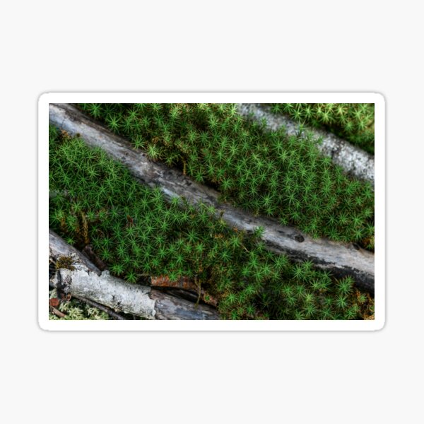 Item preview, Symmetrie in der Natur, Moos zwischen Zweigen designed and sold by Adrikul.