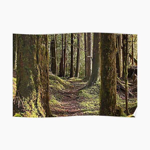 The Trail Poster