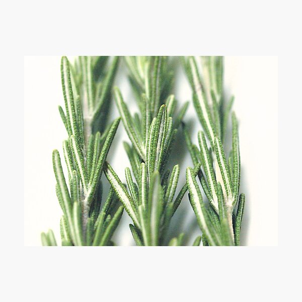 Rosemary Photographic Print