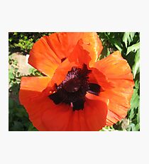 Where the Poppies Grow- November 11, 2010 Photographic Print