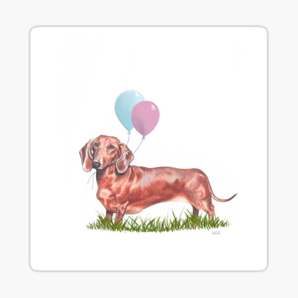 Dachshund With Pink and Blue Balloons Sticker